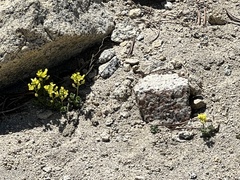 Draba asterophora