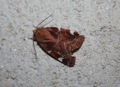 Cosmia diffinis