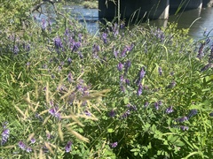 Vicia villosa