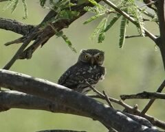 Glaucidium brasilianum cactorum