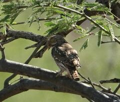 Glaucidium brasilianum cactorum