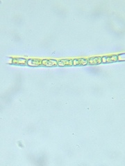 Microspora