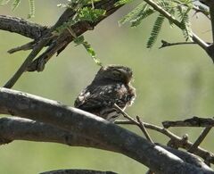 Glaucidium brasilianum cactorum