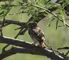 Glaucidium brasilianum cactorum