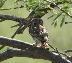 Glaucidium brasilianum cactorum