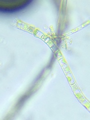 Microspora
