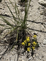 Draba asterophora