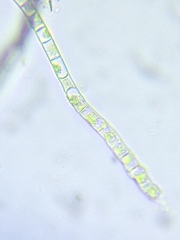 Microspora