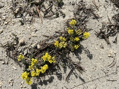 Draba asterophora