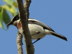 Batis molitor molitor