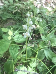 Pyrola elliptica