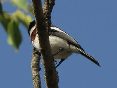 Batis molitor molitor