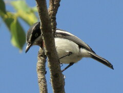 Batis molitor molitor