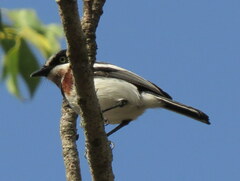 Batis molitor molitor