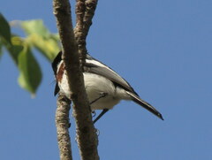 Batis molitor molitor