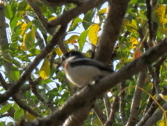 Batis molitor molitor