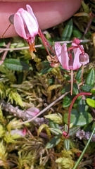 Vaccinium microcarpum