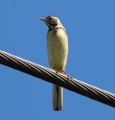 Motacilla flava