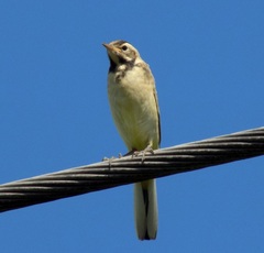 Motacilla flava