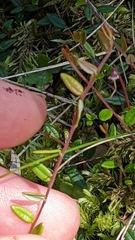 Vaccinium microcarpum