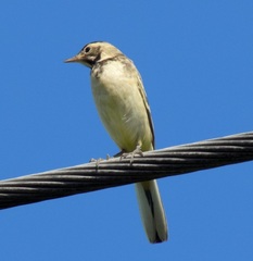 Motacilla flava