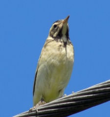 Motacilla flava