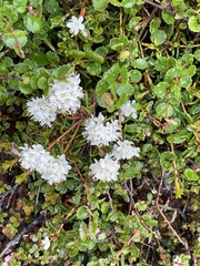 Rhododendron tomentosum