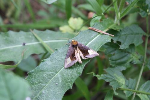 Diachrysia chryson