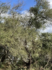Vachellia robusta robusta