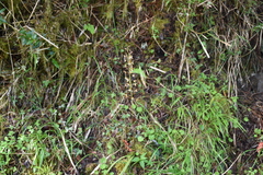 Oreorchis bilamellata