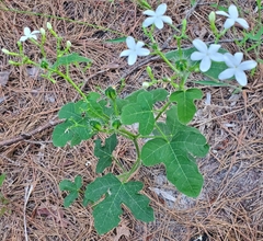 Cnidoscolus stimulosus