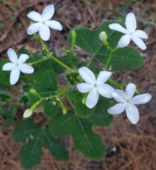 Cnidoscolus stimulosus