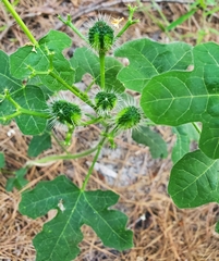 Cnidoscolus stimulosus