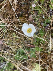 Anemone parviflora