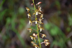 Oreorchis bilamellata