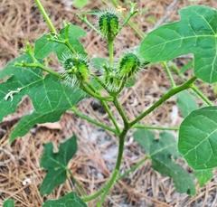 Cnidoscolus stimulosus