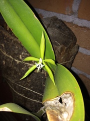 Epidendrum ciliare
