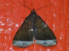 Coremagnatha orionalis