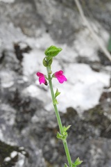 Salvia chiapensis