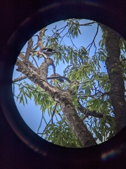 Garrulus glandarius