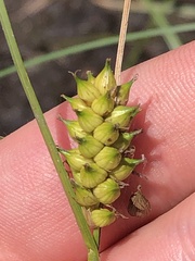 Carex striata