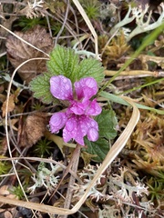 Rubus arcticus
