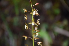 Oreorchis bilamellata