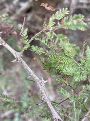 Vachellia luederitzii