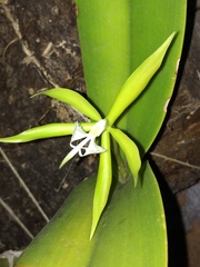 Epidendrum ciliare