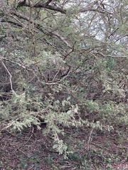 Vachellia luederitzii