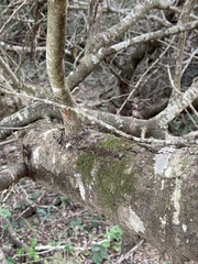 Vachellia luederitzii