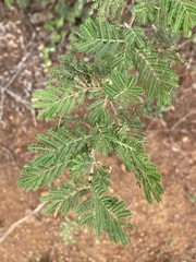 Vachellia luederitzii