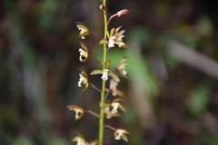 Oreorchis bilamellata