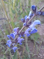 Salvia virgata